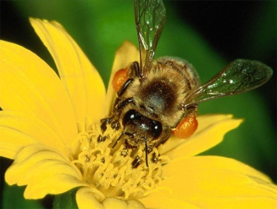 Balogh Bálint -méhész Vajszló